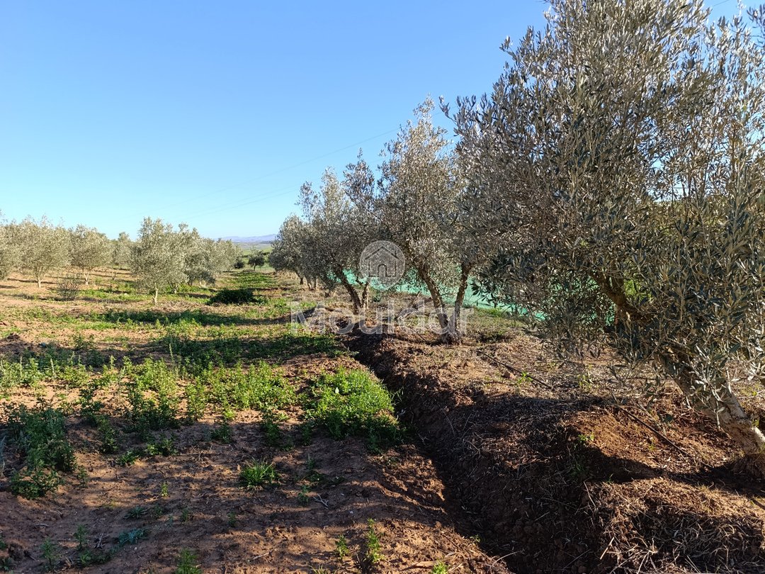 Fermă de vânzare în Tifelt: 50.000 m² - Photo 21