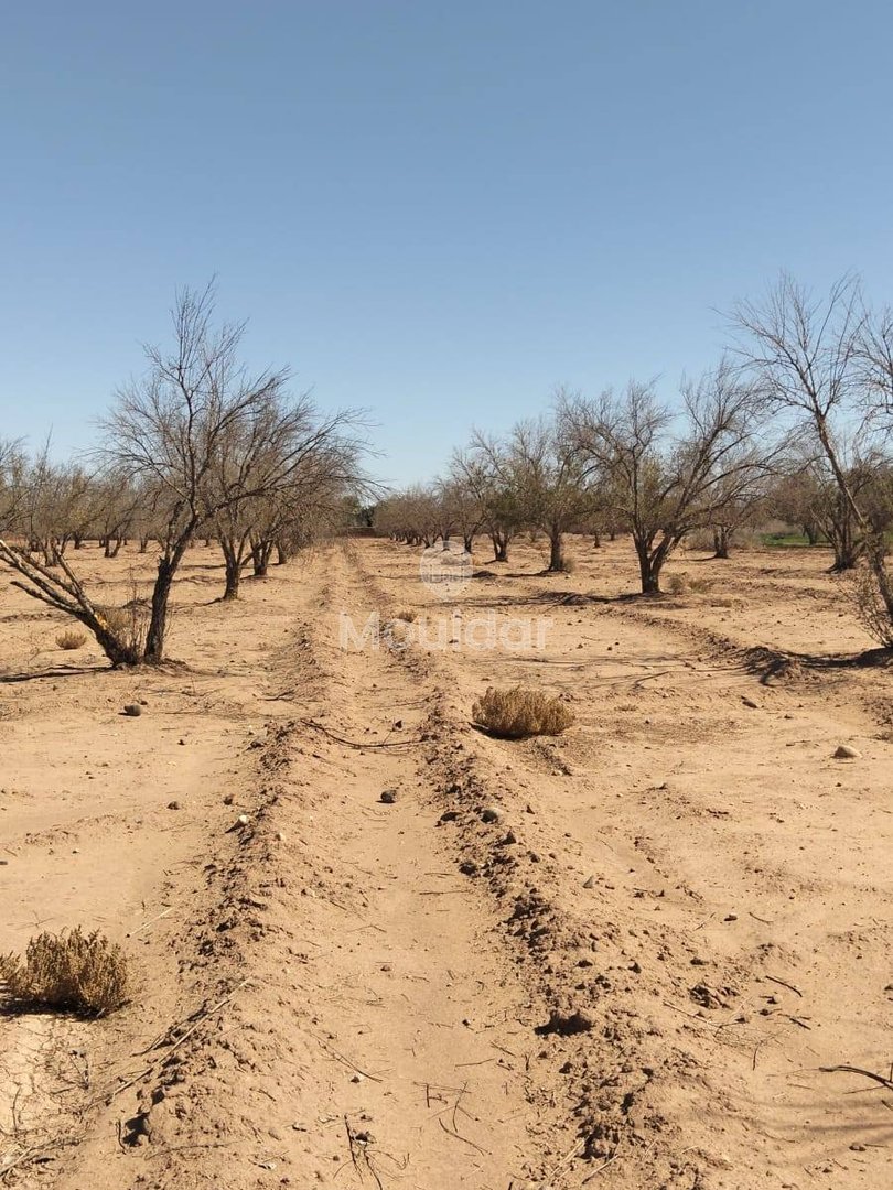 Teren agricol spre vânzare în Marrakech: 35.000 m² de oportunități - Photo 4