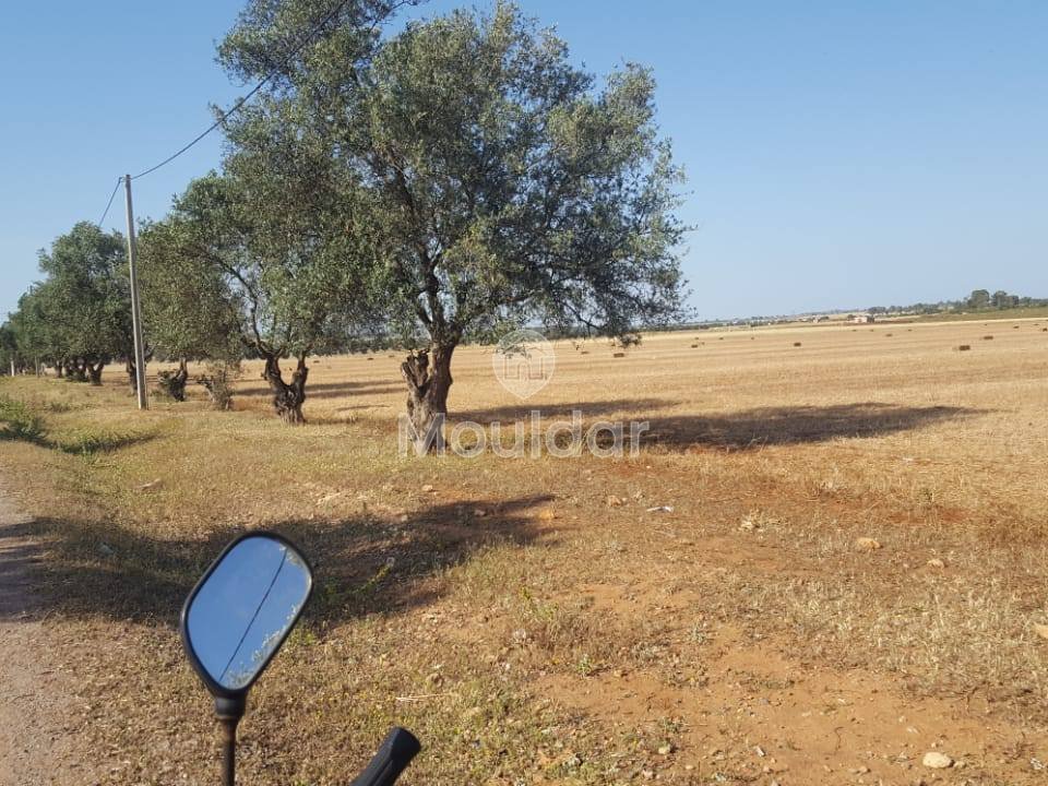 أرض زراعية للبيع في المحمدية - 1200م² للفرصة - Photo 13