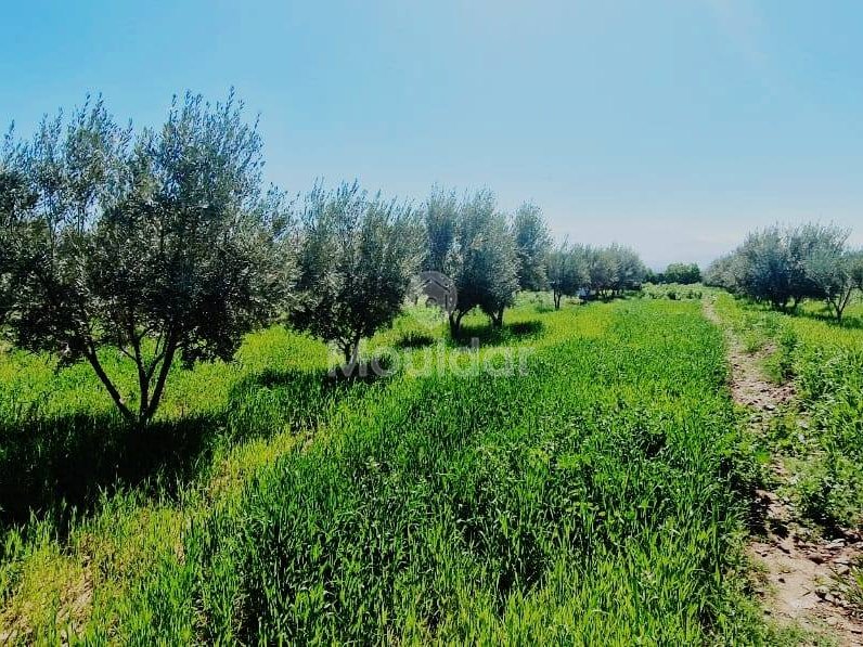 Luxusvilla zu verkaufen in Marrakesch - Route d'Ourika - Photo 8