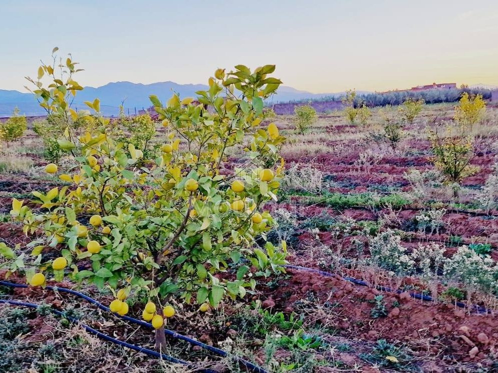Luxusvilla zu verkaufen in Marrakesch - Route d'Ourika - Photo 13