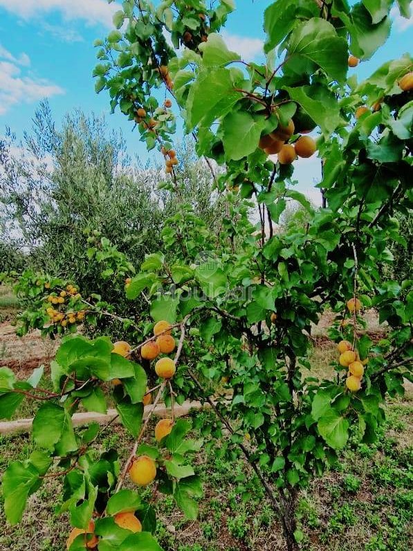 Luxusvilla zu verkaufen in Marrakesch - Route d'Ourika - Photo 7