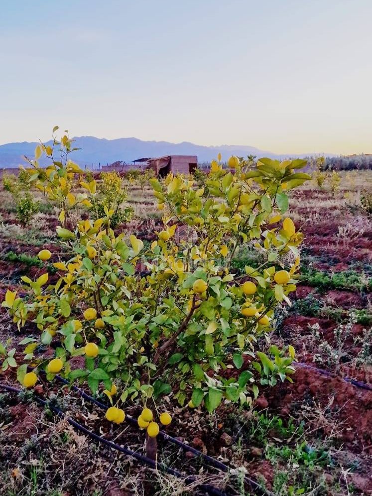 Luxusvilla zu verkaufen in Marrakesch - Route d'Ourika - Photo 12