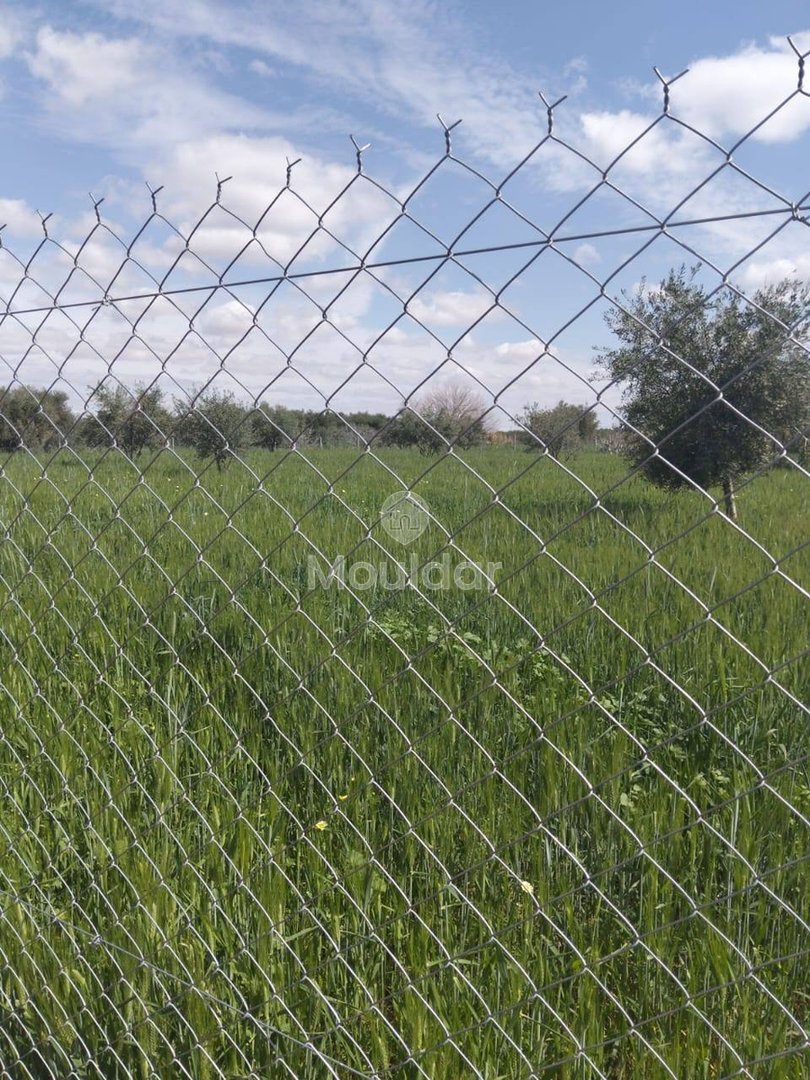 Terrain Exceptionnel à Vendre à Marrakech - 4205m² Agricole - Photo 3