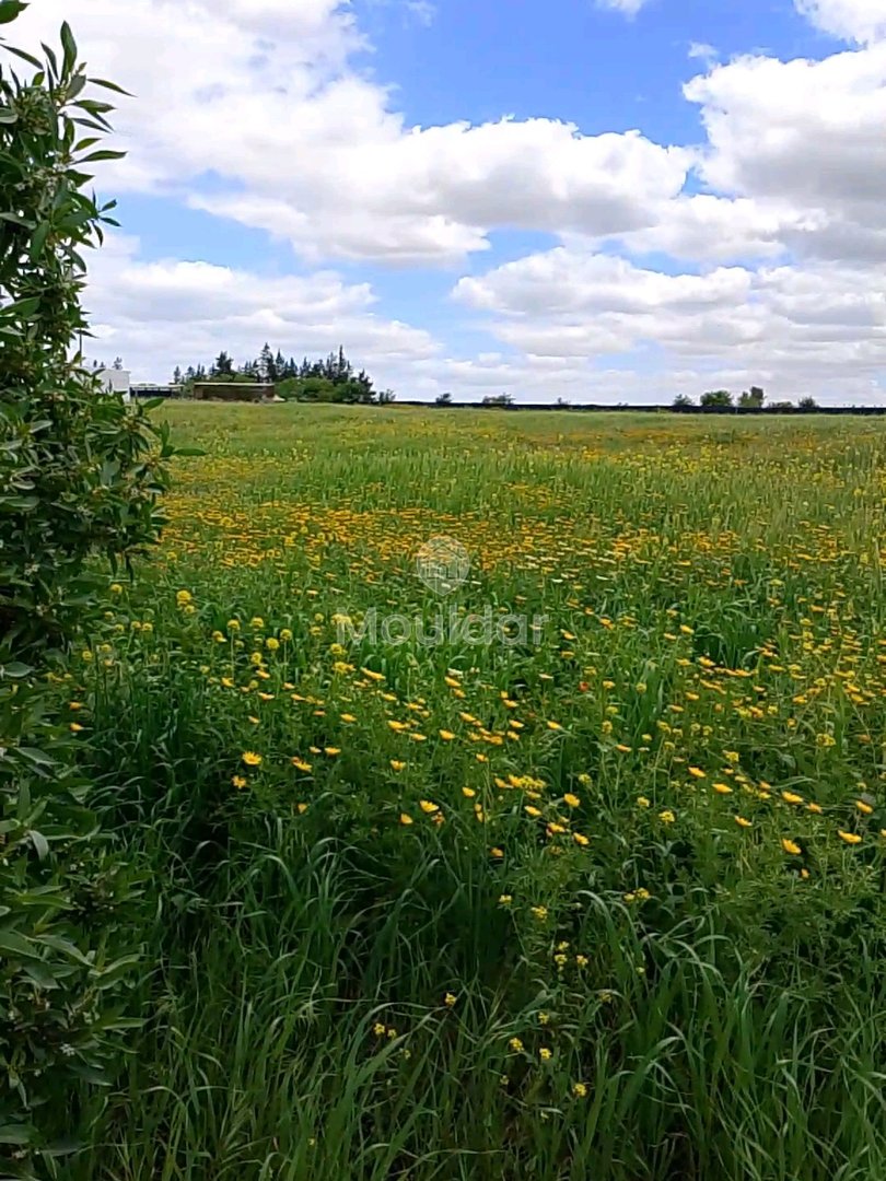 Agricultural Land for Sale in Benslimane - 7000m² to Seize - Photo 6