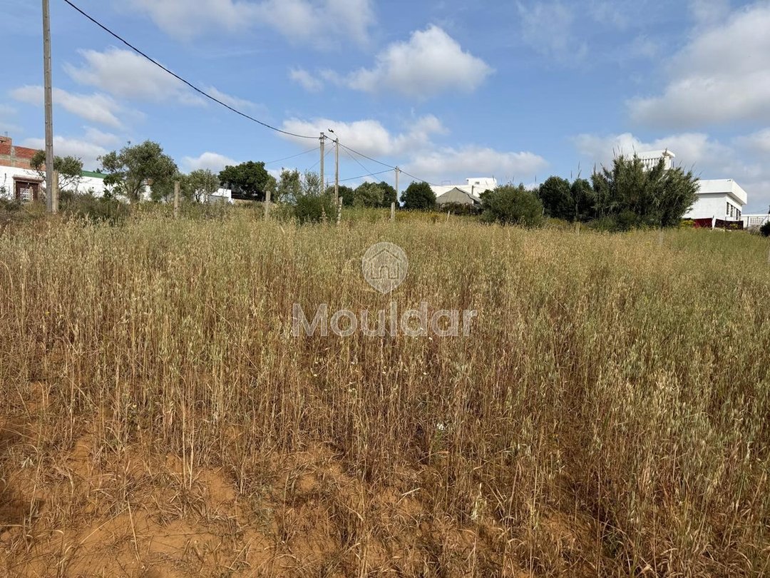 Όμορφη εξοχική κατοικία προς πώληση στην Ασίλα - Οικόπεδο 4880 m² - Photo 11