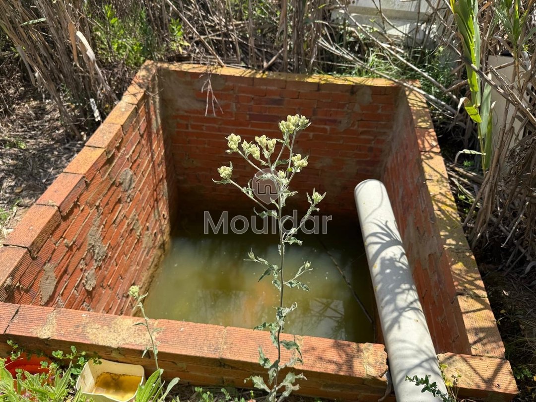 Όμορφη εξοχική κατοικία προς πώληση στην Ασίλα - Οικόπεδο 4880 m² - Photo 7