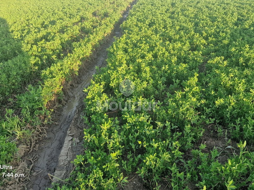 أرض زراعية للبيع في القصر الكبير - 20,000 م² - Photo 2