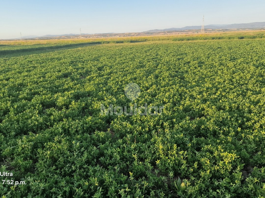 أرض زراعية للبيع في القصر الكبير - 20,000 م² - Photo 5