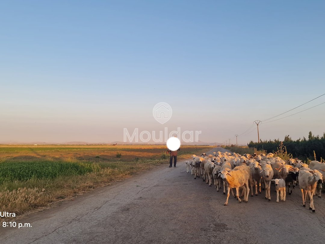 أرض زراعية للبيع في القصر الكبير - 20,000 م² - Photo 6