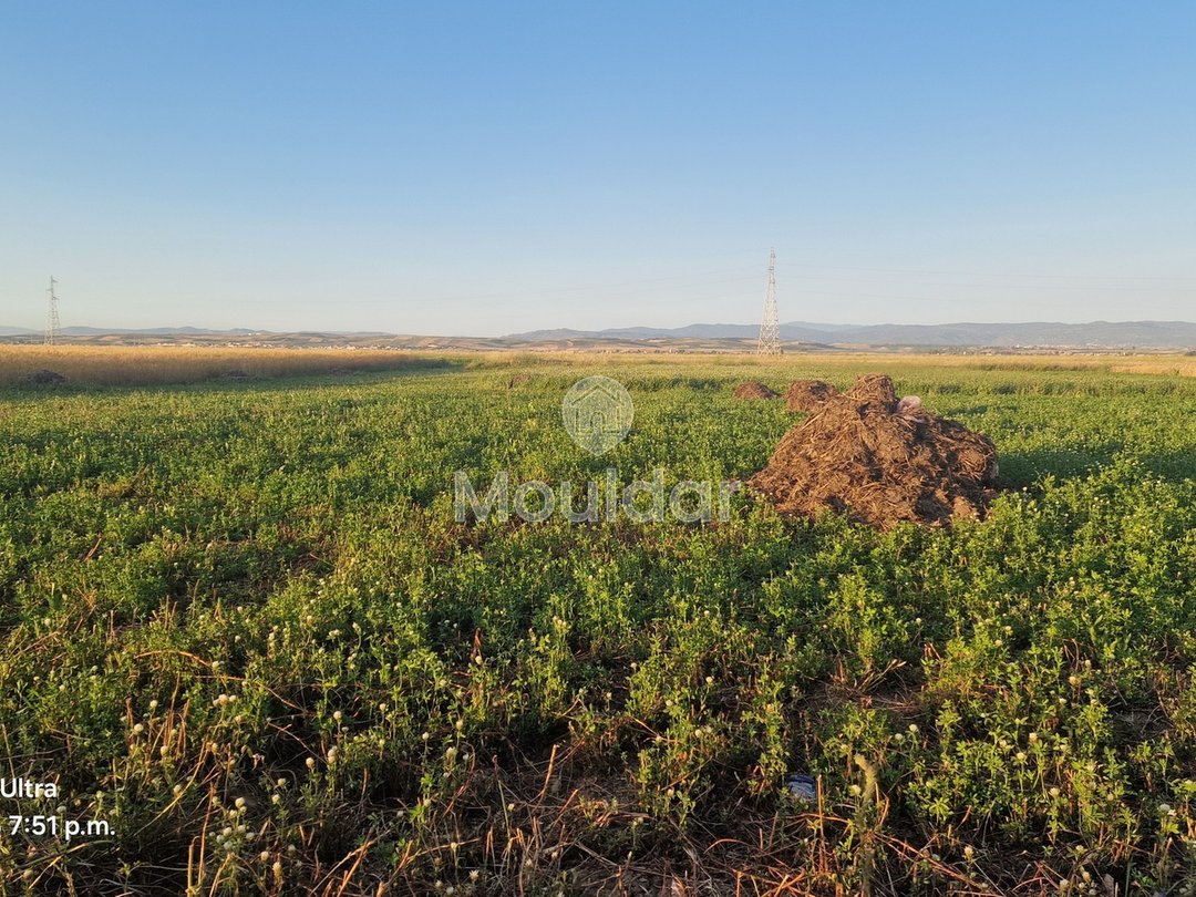 أرض زراعية للبيع في القصر الكبير - 20,000 م² - Photo 4