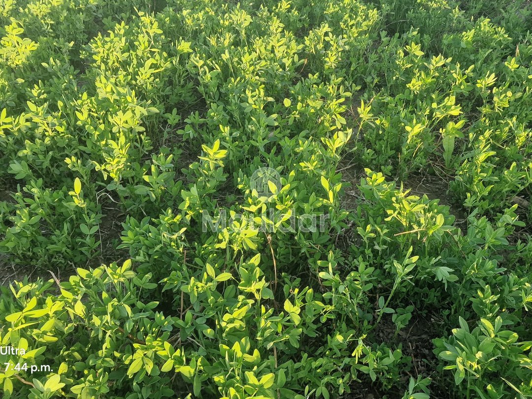 أرض زراعية للبيع في القصر الكبير - 20,000 م² - Photo 11