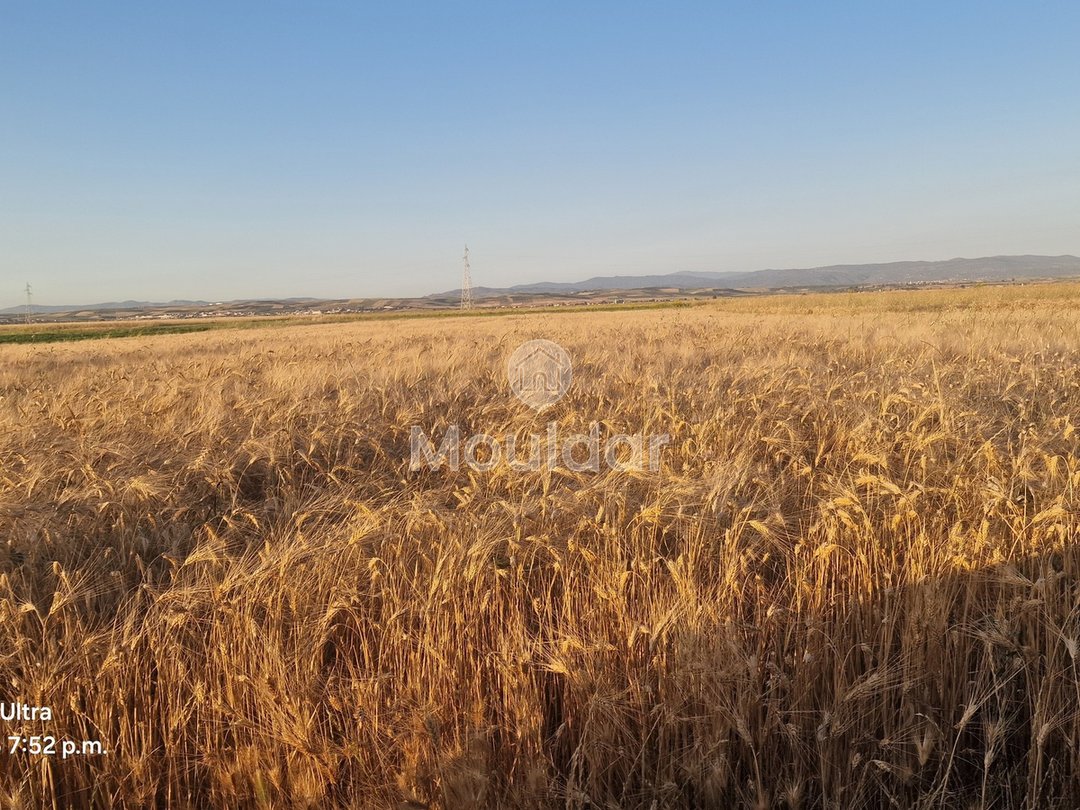 أرض زراعية للبيع في القصر الكبير - 20,000 م² - Photo 7