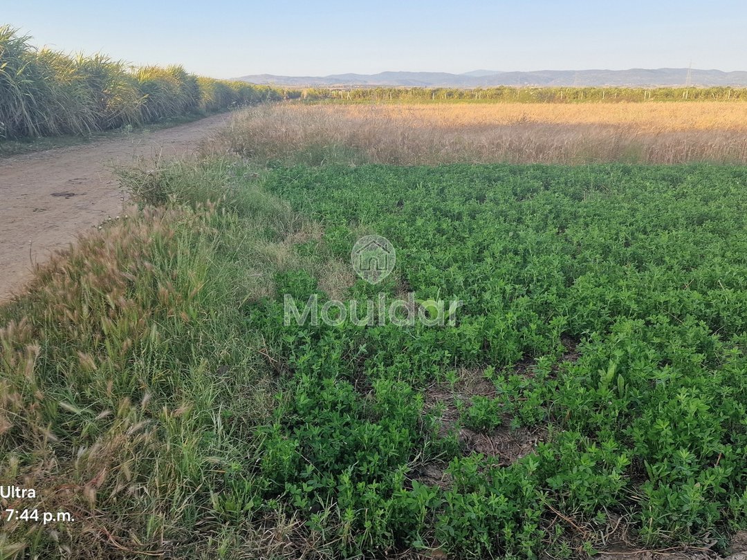 أرض زراعية للبيع في القصر الكبير - 20,000 م² - Photo 1