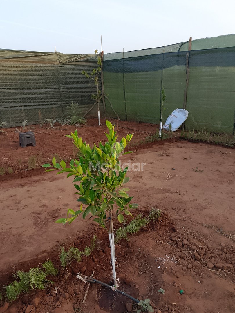 أرض زراعية للبيع في المحمدية - فرصة فريدة - Photo 1