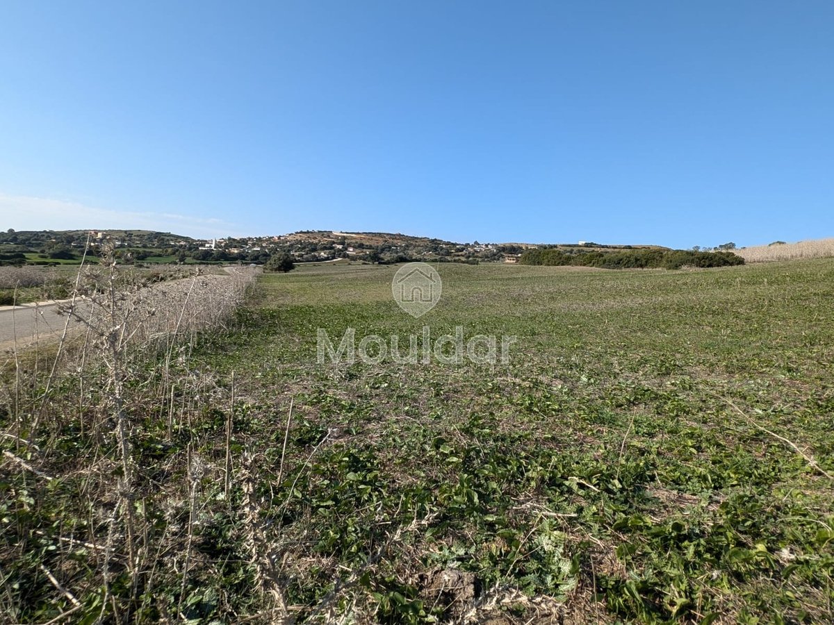 3 Ha de Terrain Agricole à Vendre à Asilah! - Photo 3