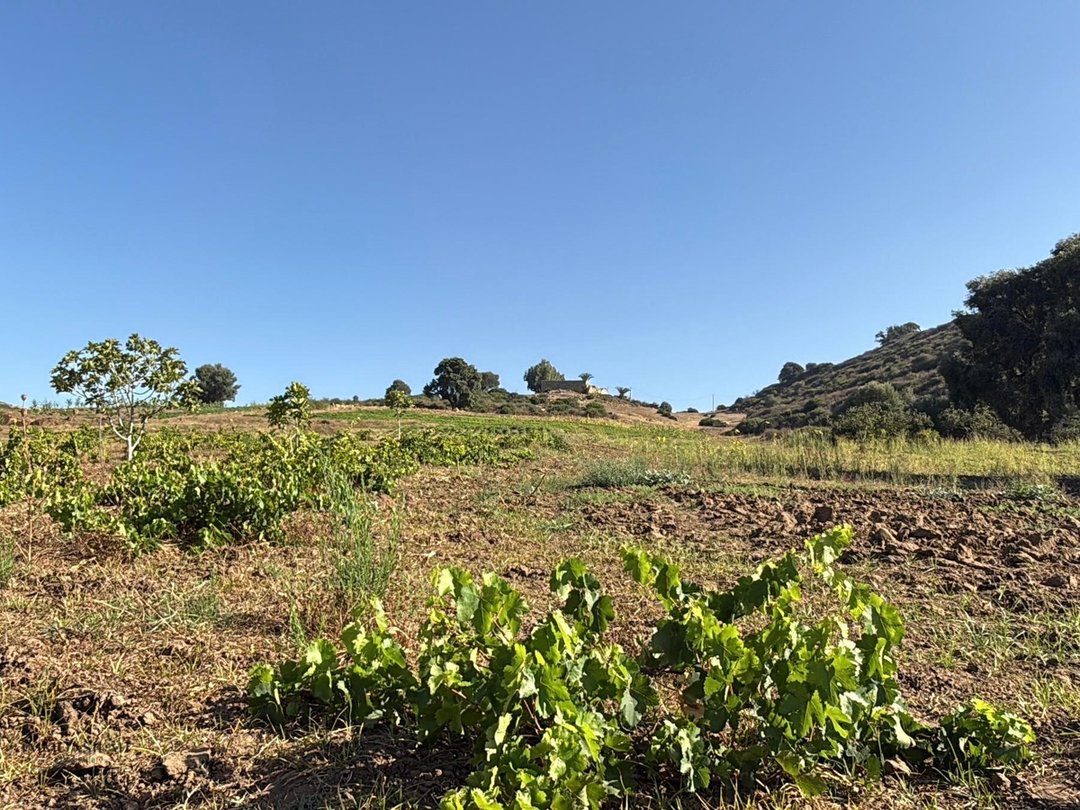 أرض 12 هكتار 6231 م² زراعية - Photo 3