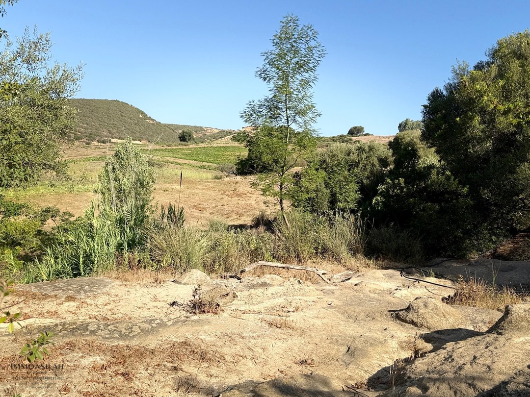 أرض 12 هكتار 6231 م² زراعية - Photo 10