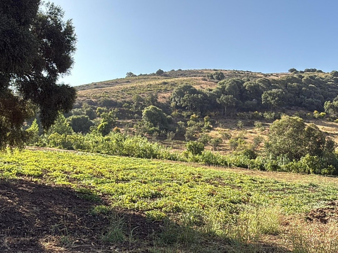 أرض 12 هكتار 6231 م² زراعية - Photo 4