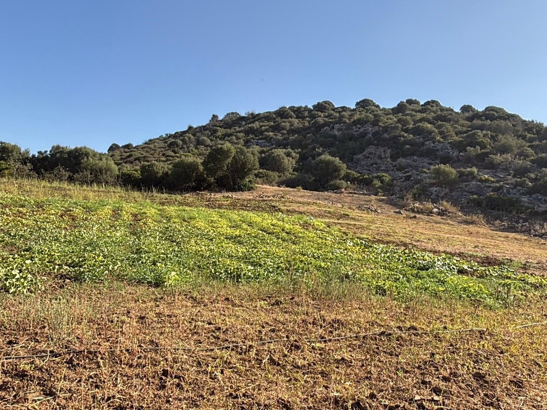 أرض 12 هكتار 6231 م² زراعية - Photo 8