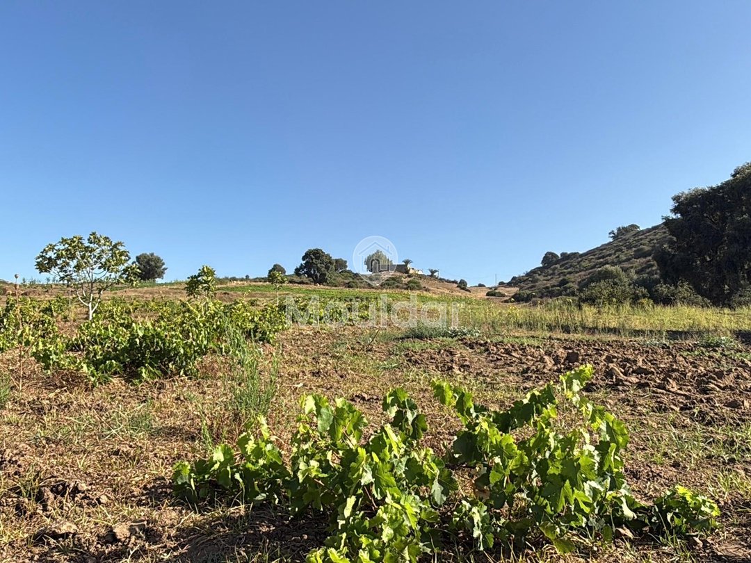 Γεωργικές εκτάσεις στην Ασίλα: Αξιοποιήστε μια Μοναδική Ευκαιρία - Photo 3