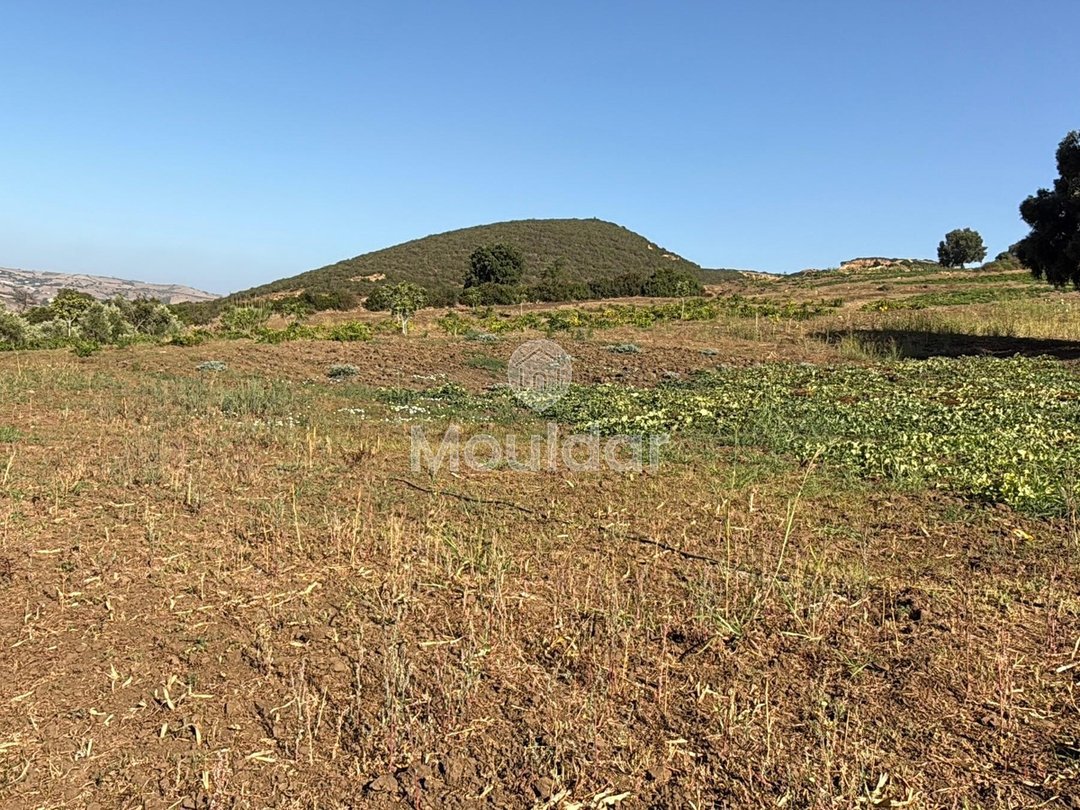 Γεωργικές εκτάσεις στην Ασίλα: Αξιοποιήστε μια Μοναδική Ευκαιρία - Photo 7
