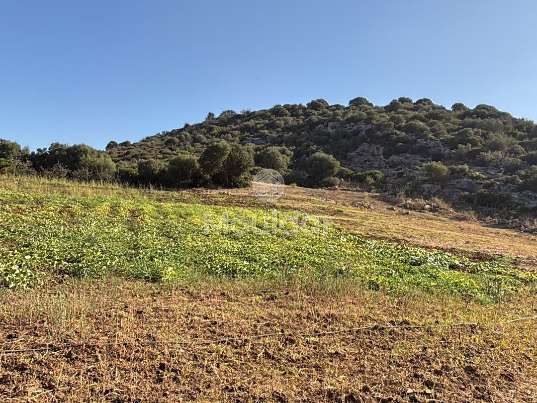 Γεωργικές εκτάσεις στην Ασίλα: Αξιοποιήστε μια Μοναδική Ευκαιρία - Photo 8