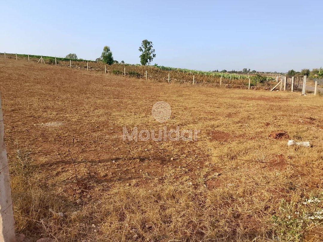 أرض زراعية للبيع في المحمدية - 1000م² - Photo 5