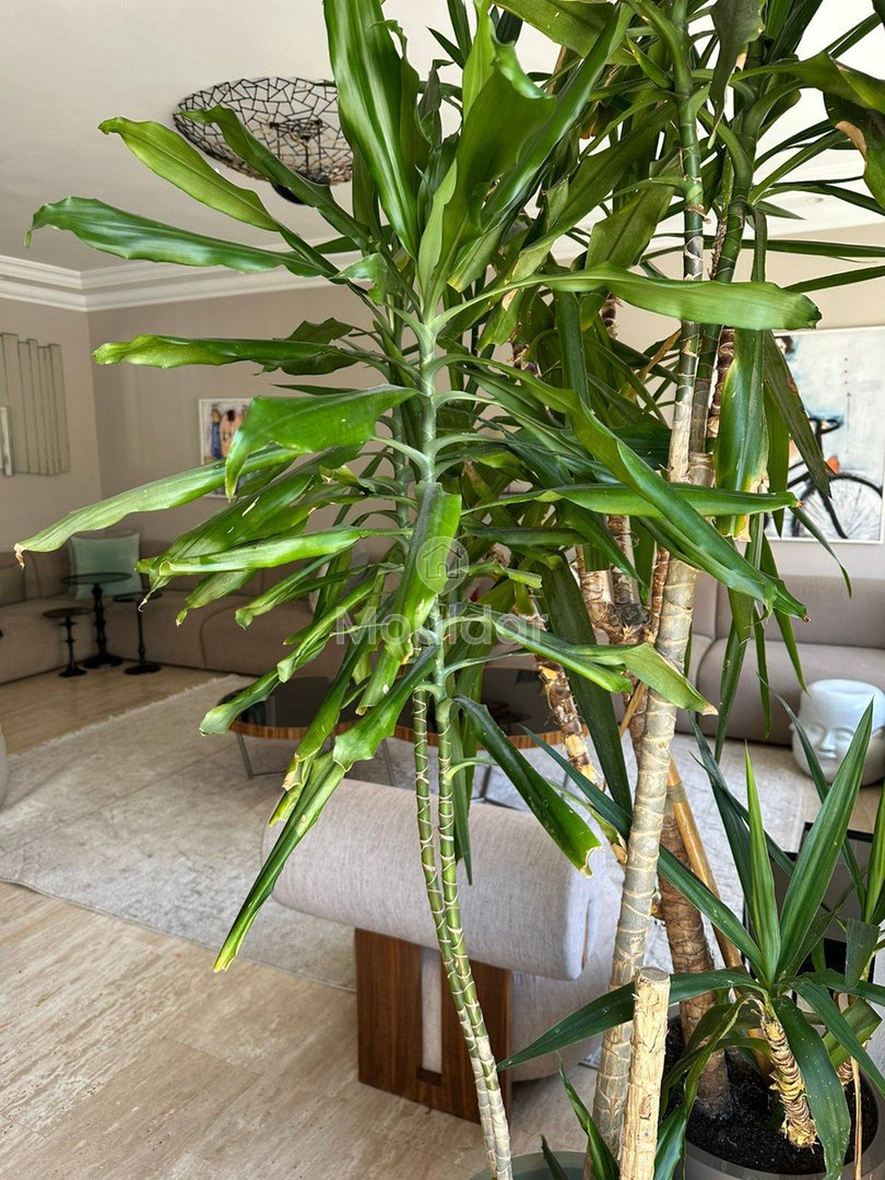 Chic 3-Bedroom Apartment for Sale in the Golden Triangle, Casablanca - Photo 9