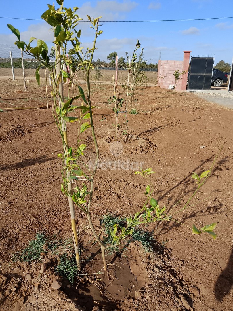 أرض زراعية للبيع في المحمدية - 700م² للفرص - Photo 1