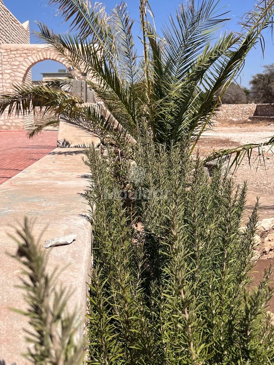 Villa d'Exception à Essaouira : Luxe et Espace Invincibles - Photo 15