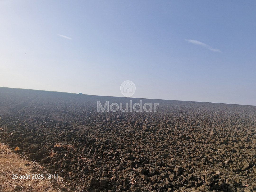 Landbouwperceel van 130.000 m² in Ksar el-Kebir te koop - Photo 5