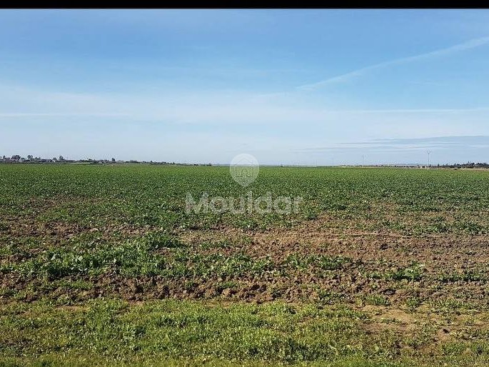 Landbouwperceel van 130.000 m² in Ksar el-Kebir te koop - Photo 3