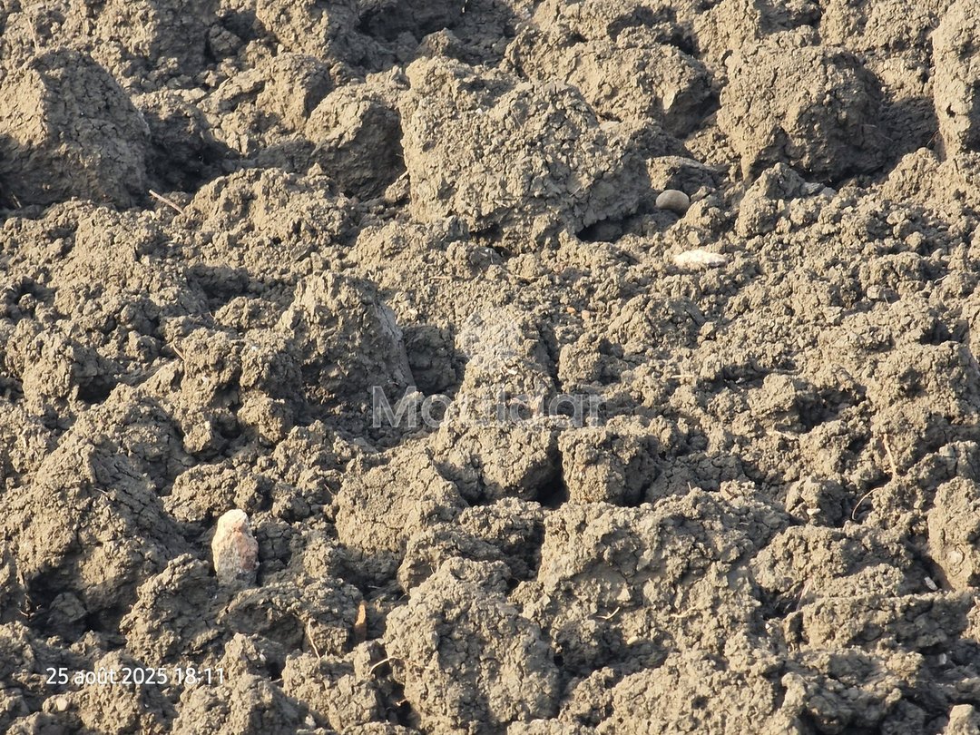 Landbouwperceel van 130.000 m² in Ksar el-Kebir te koop - Photo 4