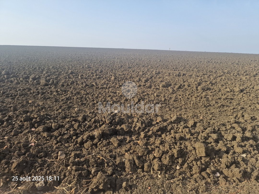 Landbouwperceel van 130.000 m² in Ksar el-Kebir te koop - Photo 6