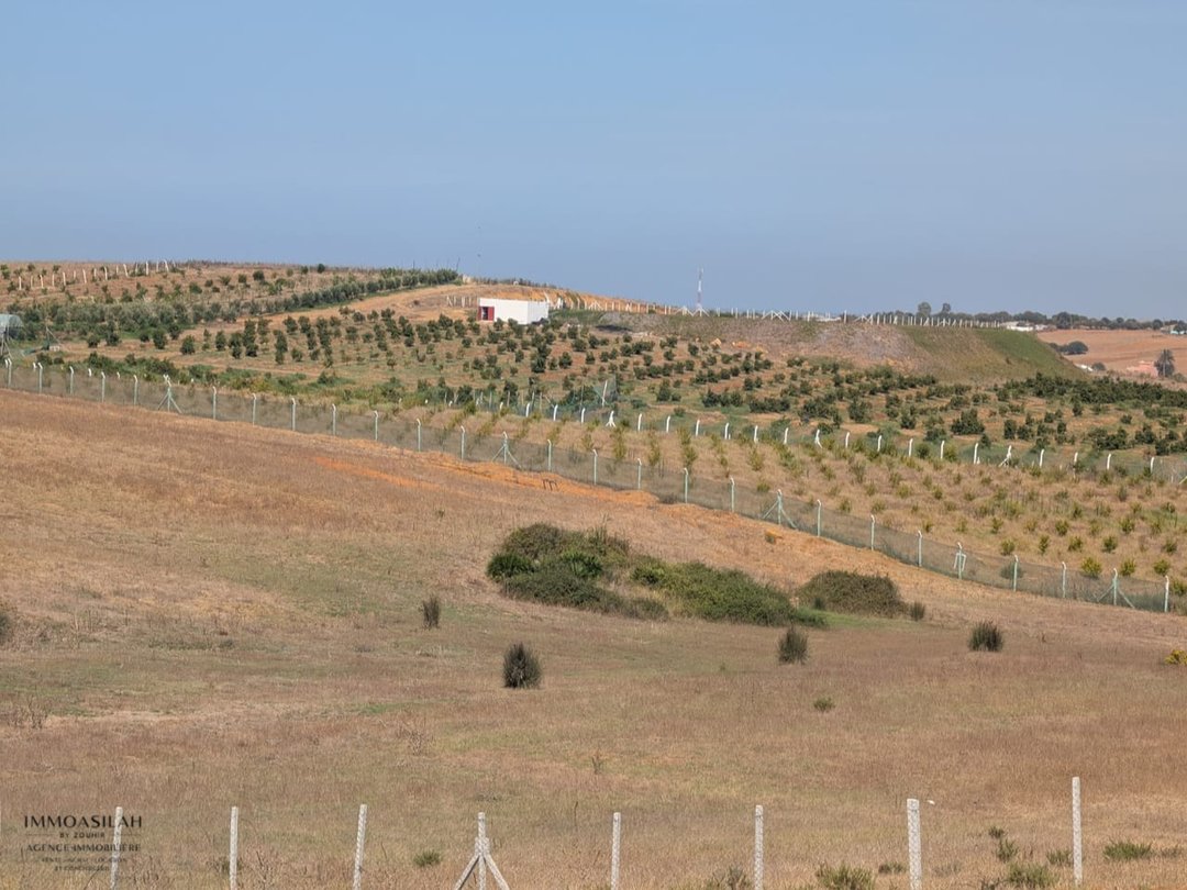 Terrain agricole titré de 3 Héctares à Asilah - Photo 4