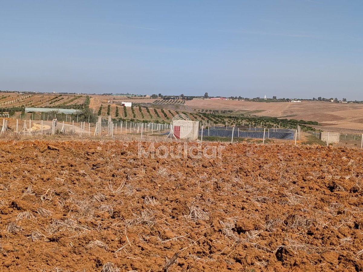 Terrain Agricole Titulaire de 3 Hectares à Vendre à Asilah - Photo 11