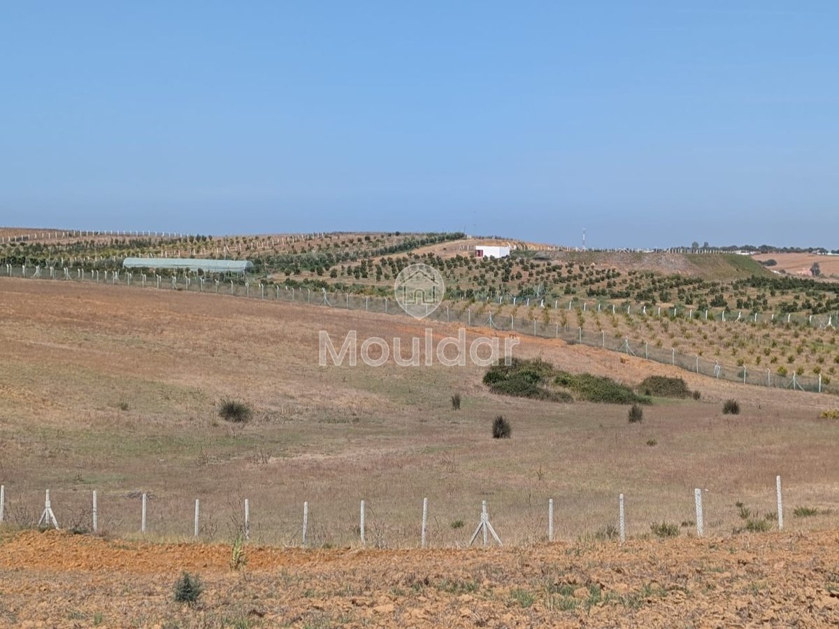 Terrain Agricole Titulaire de 3 Hectares à Vendre à Asilah - Photo 1