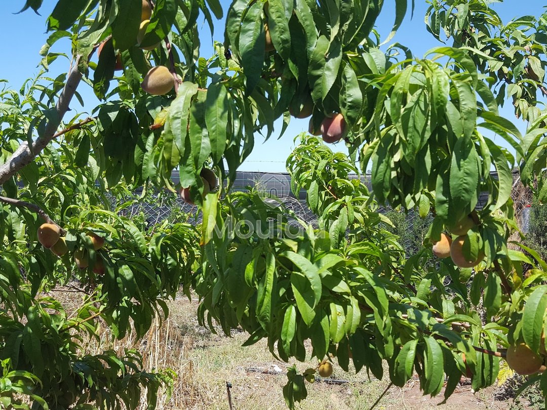 Satılık çiftlik: Casablanca ile El Jadida arasında 3500 m², mükemmel konum! - Photo 5