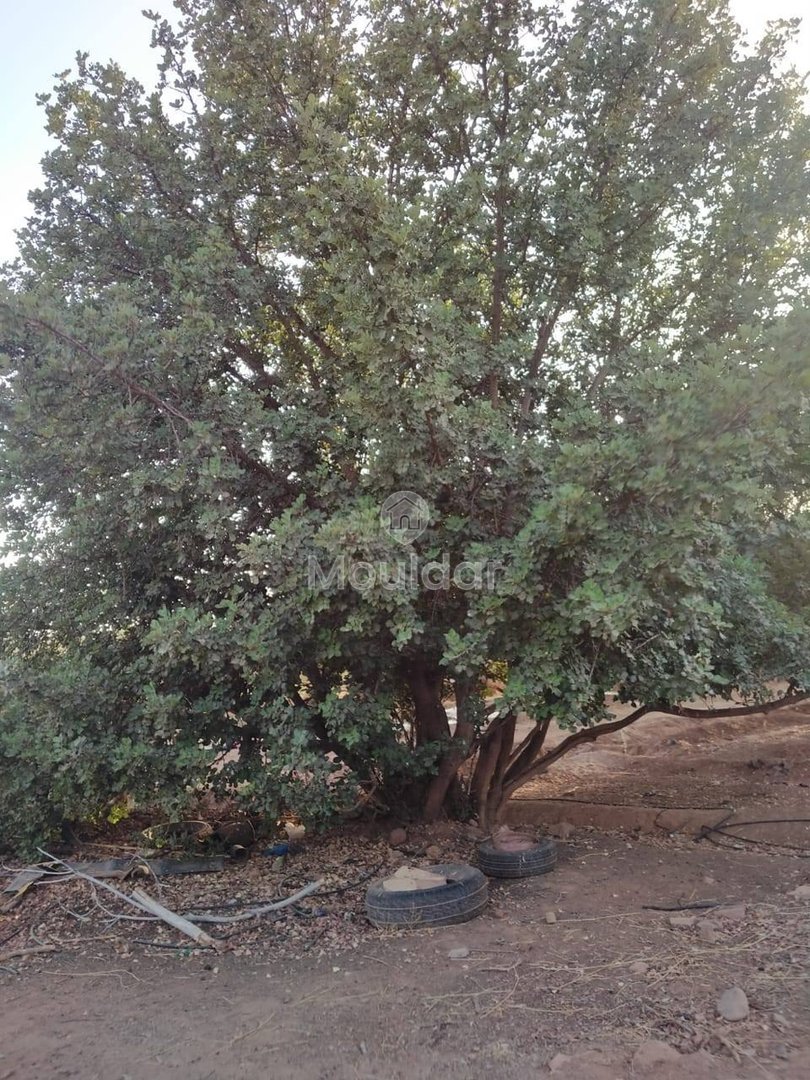 أرض زراعية للبيع في مراكش - طريق أوركيـة - Photo 3