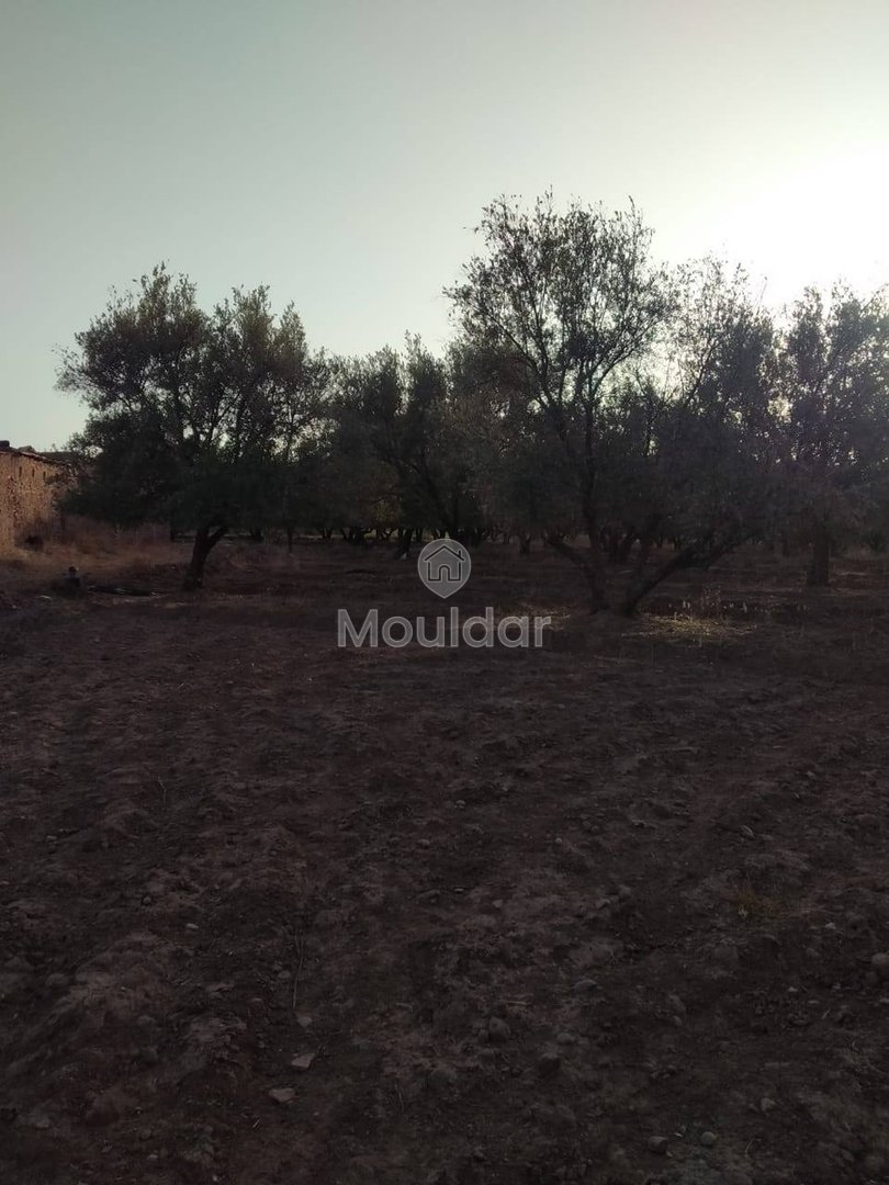 أرض زراعية للبيع في مراكش - طريق أوركيـة - Photo 4