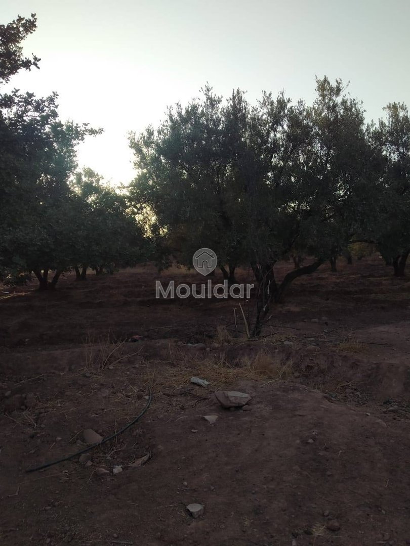 أرض زراعية للبيع في مراكش - طريق أوركيـة - Photo 2