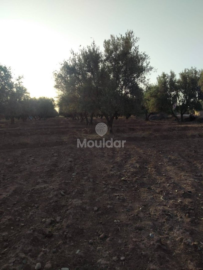 أرض زراعية للبيع في مراكش - طريق أوركيـة - Photo 1
