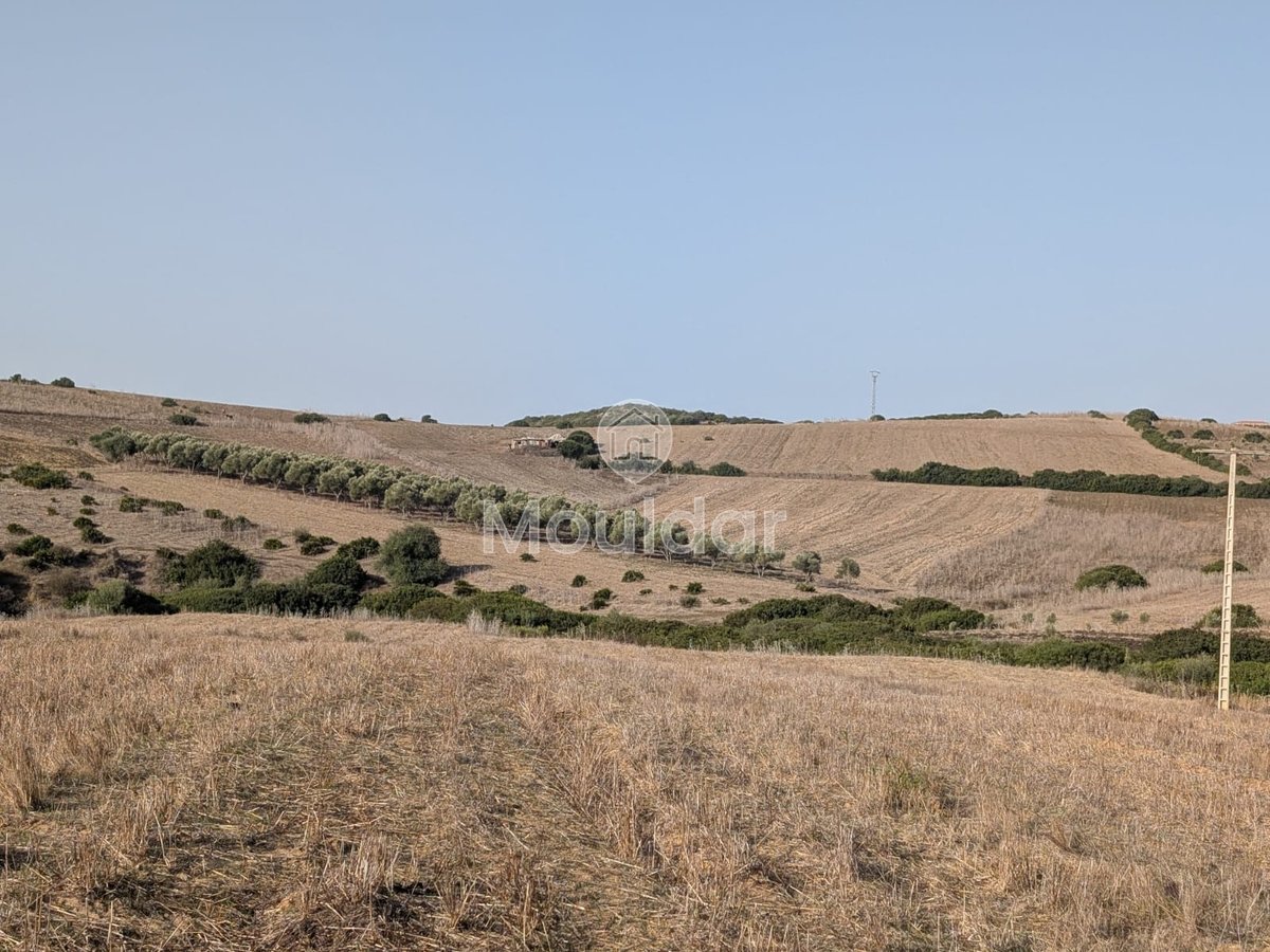 30 Héctares titrés à vendre - Photo 3