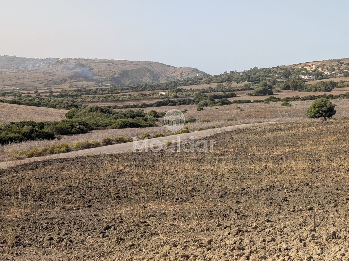 Terrain Agricole de 3 Hectares à Vendre à Asilah - Photo 2