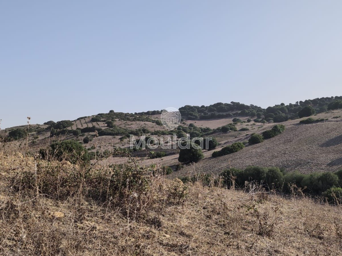 Terrain Agricole de 3 Hectares à Vendre à Asilah - Photo 3