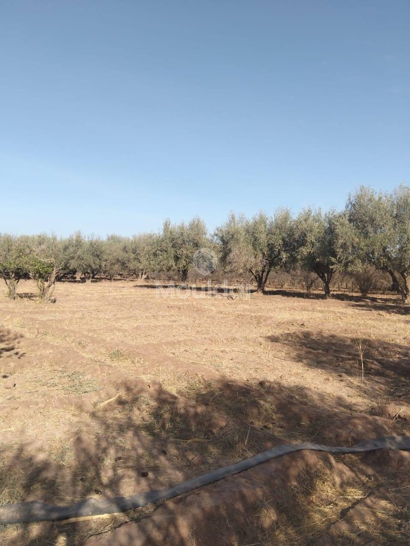 أرض زراعية للبيع في مراكش - 25,000 م² - Photo 3