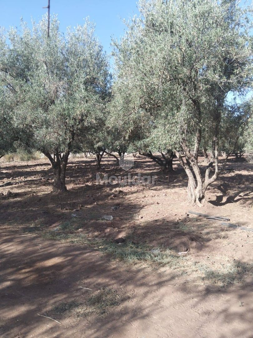 أرض زراعية للبيع في مراكش - 25,000 م² - Photo 1