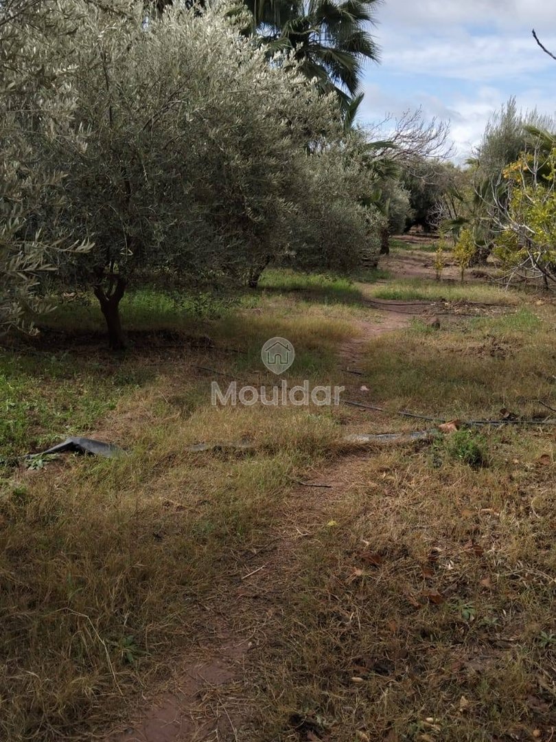 أرض زراعية للبيع في مراكش - 13,000 م² - Photo 1