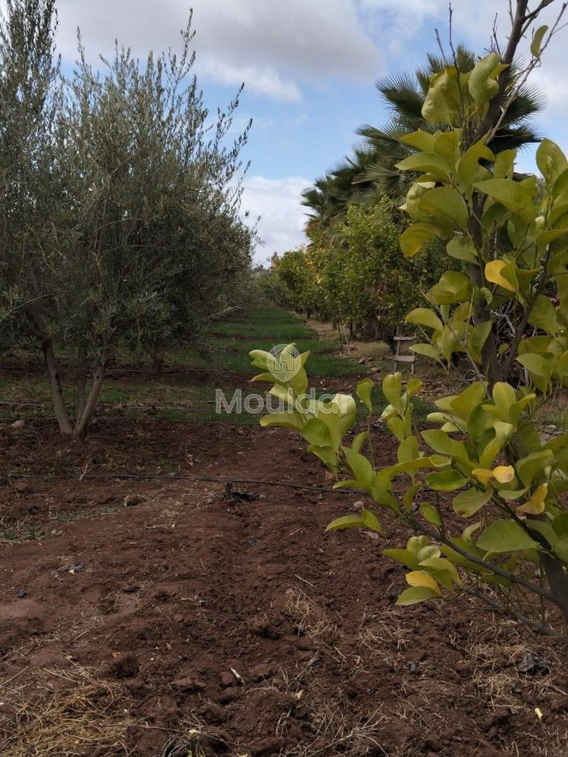 أرض زراعية للبيع في مراكش - 13,000 م² - Photo 14